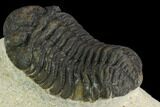 Bargain, Morocops Trilobite - Visible Eye Facets #120091-3